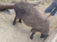 Ոչխար, Saryarka sheep — լուսանկար 4