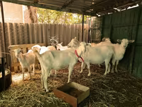 Bode, Saanen goat — foto 2