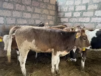 Կով, Խոշոր եղջերավոր — լուսանկար 1