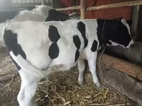 Կով, Russian Black pied cattle — լուսանկար 1