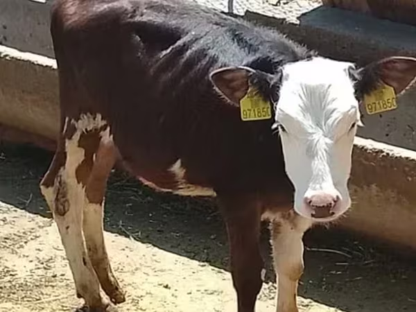 Bull, Cattle — Armenia