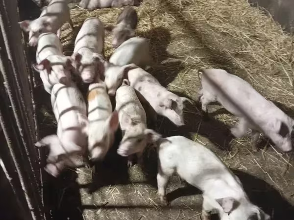 Sow, Pigs — Armenia