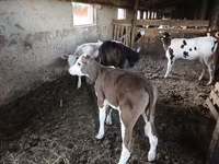 गाय, मवेशी — फ़ोटो 4