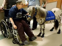 公马, Miniature horse — 照片 3