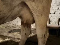 Կով, Ukrainian Brown Dairy Cattle — լուսանկար 5