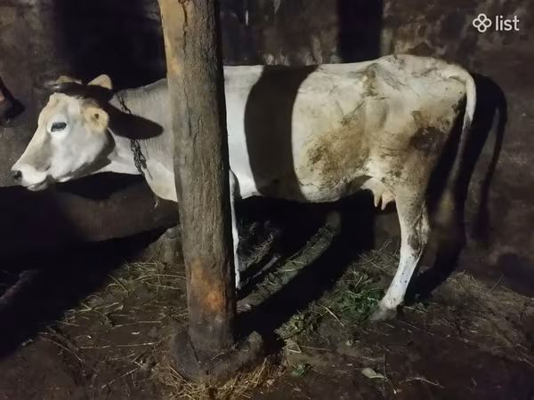 गाय, मवेशी — आर्मेनिया