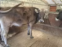 Cow, Holstein breed — photo 4