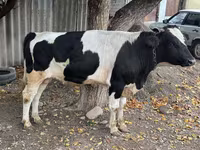 ثور, Russian Black pied cattle — الصورة 5