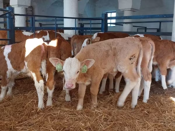 सांड, Simmental cattle