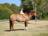 Stute, Quarter Horse — Foto 3