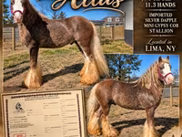 Cavalo, Gypsy horse — foto 1