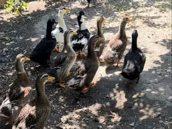 Ducks — Armenia