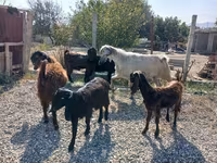 Bode, Cabras — foto 3