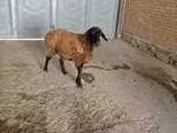 عنزة, Alpine goat — الصورة 6