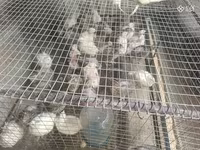 Quails — फ़ोटो 2