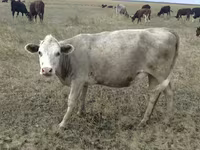 母牛, Red Polled Cow — 照片 5