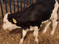 Ցուլ, Simmental cattle — լուսանկար 4