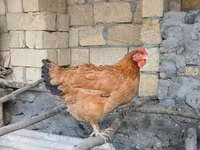 Chickens — photo 2