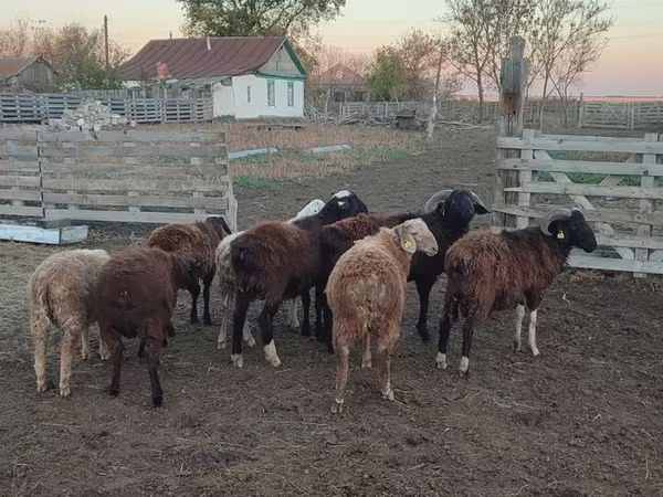 Խոյ, Ոչխարներ