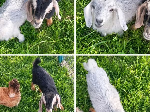 Էգ այծ, Nubian Goat