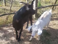 Էգ այծ, Այծեր — լուսանկար 1