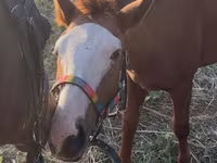 Ձի, Tiger horse — լուսանկար 5