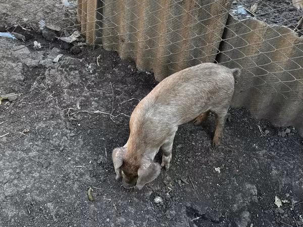 Eber, Schweine