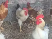 Chickens — फ़ोटो 3