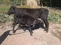 母牛, Cattle — 照片 3