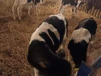 Ցուլ, Russian Black pied cattle — լուսանկար 4