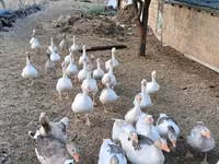Geese — Foto 2