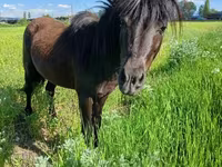 Ձի, American shetland pony — լուսանկար 1