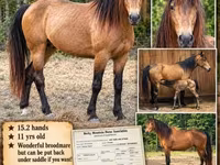 Stute, Black Sea breed — Foto 1
