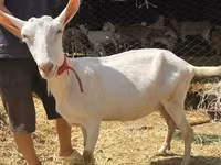 Cabra, Saanen goat — foto 1