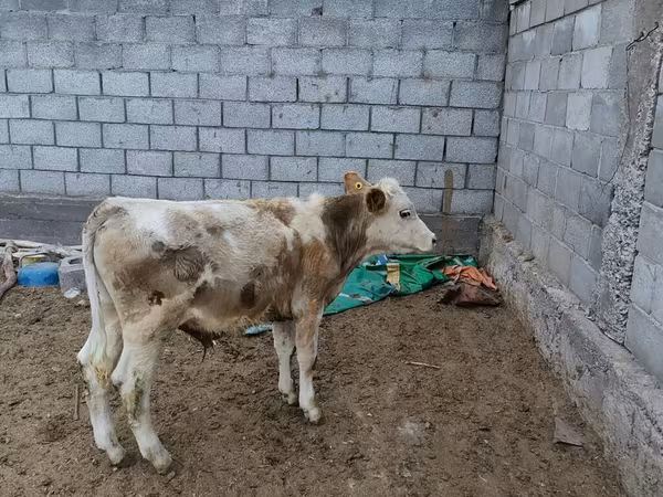 Bulle, Simmental cattle