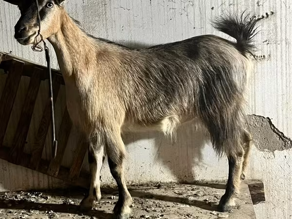 Էգ այծ, Alpine goat
