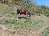 Mare, Horses — photo 8
