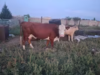 Cow, Kazakh White-headed cow — photo 5