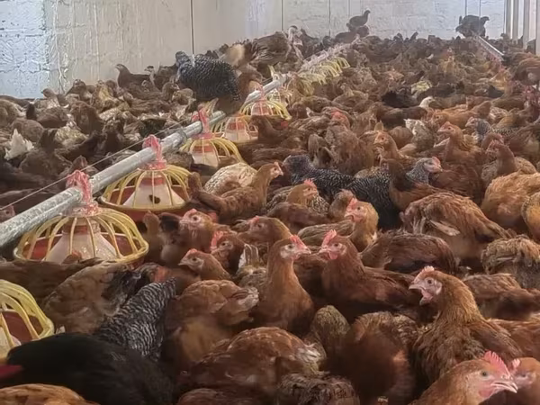 Chickens