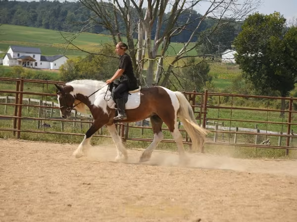 Ձի, Pinto horses