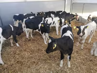 Rinder (Partie, Geschlecht nicht angegeben), Holstein-Rasse — Foto 4