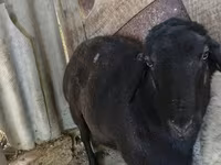公羊, Sheep — 照片 3