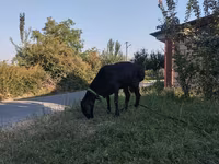 Խոյ, Arashan sheep — լուսանկար 2