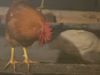 Chickens — 1-сурет