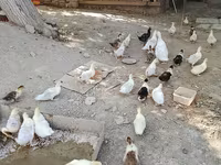 Домашняя мушка — сүрөт 5