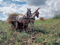 Mare, Horses — photo 2