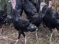 Turkeys — լուսանկար 1