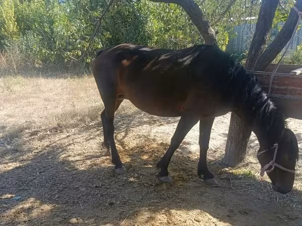 Stute, Kyrgyz Horse