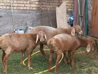 Ոչխար, Arashan sheep — լուսանկար 4