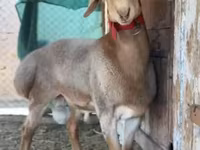 मेढ़ा, Rhon sheep — फ़ोटो 7